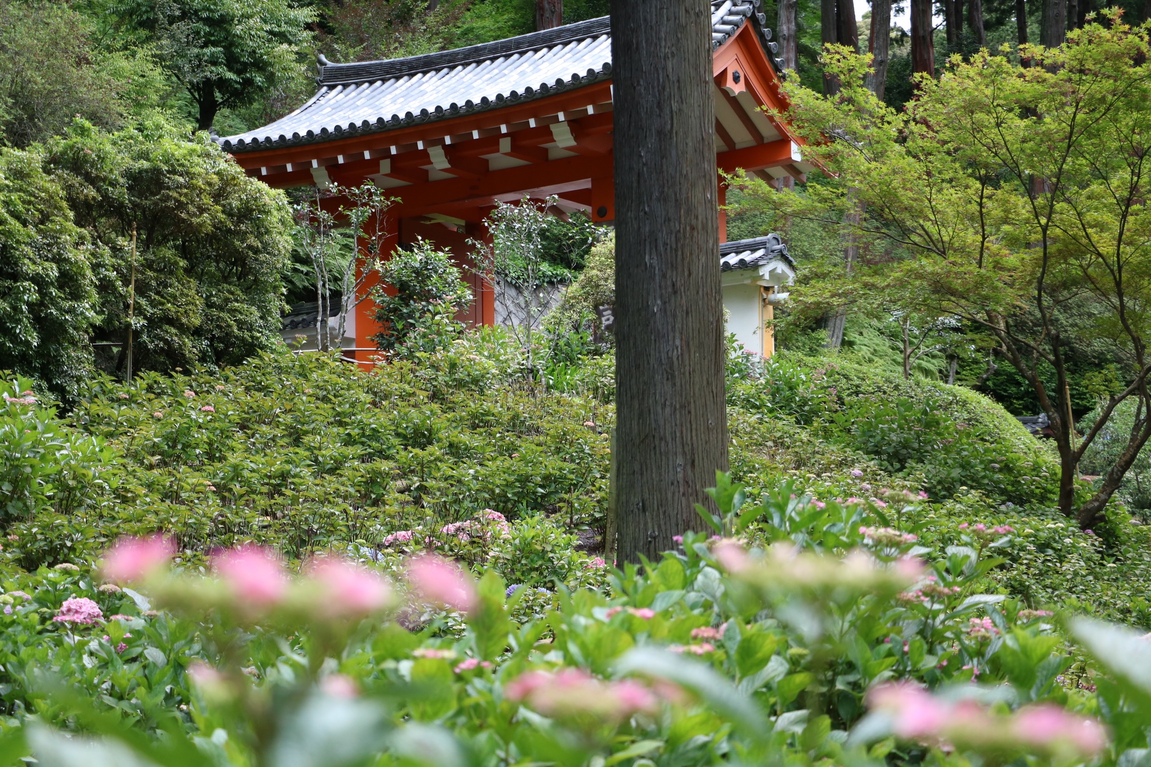 京都で紫陽花の名所を巡ってきた