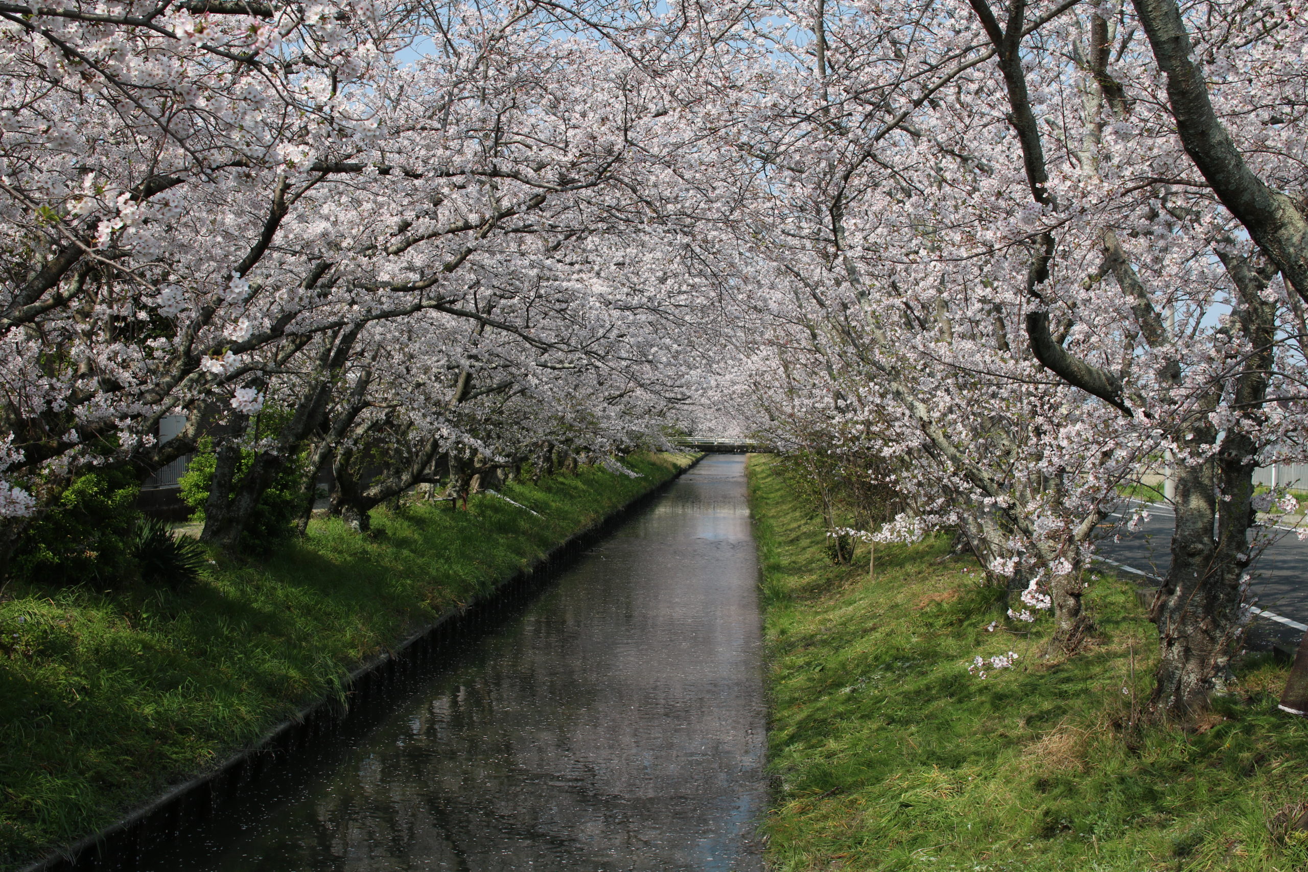 もうじき桜が咲く時期なので、今年も焼津の桜並木を愛でに行きたい