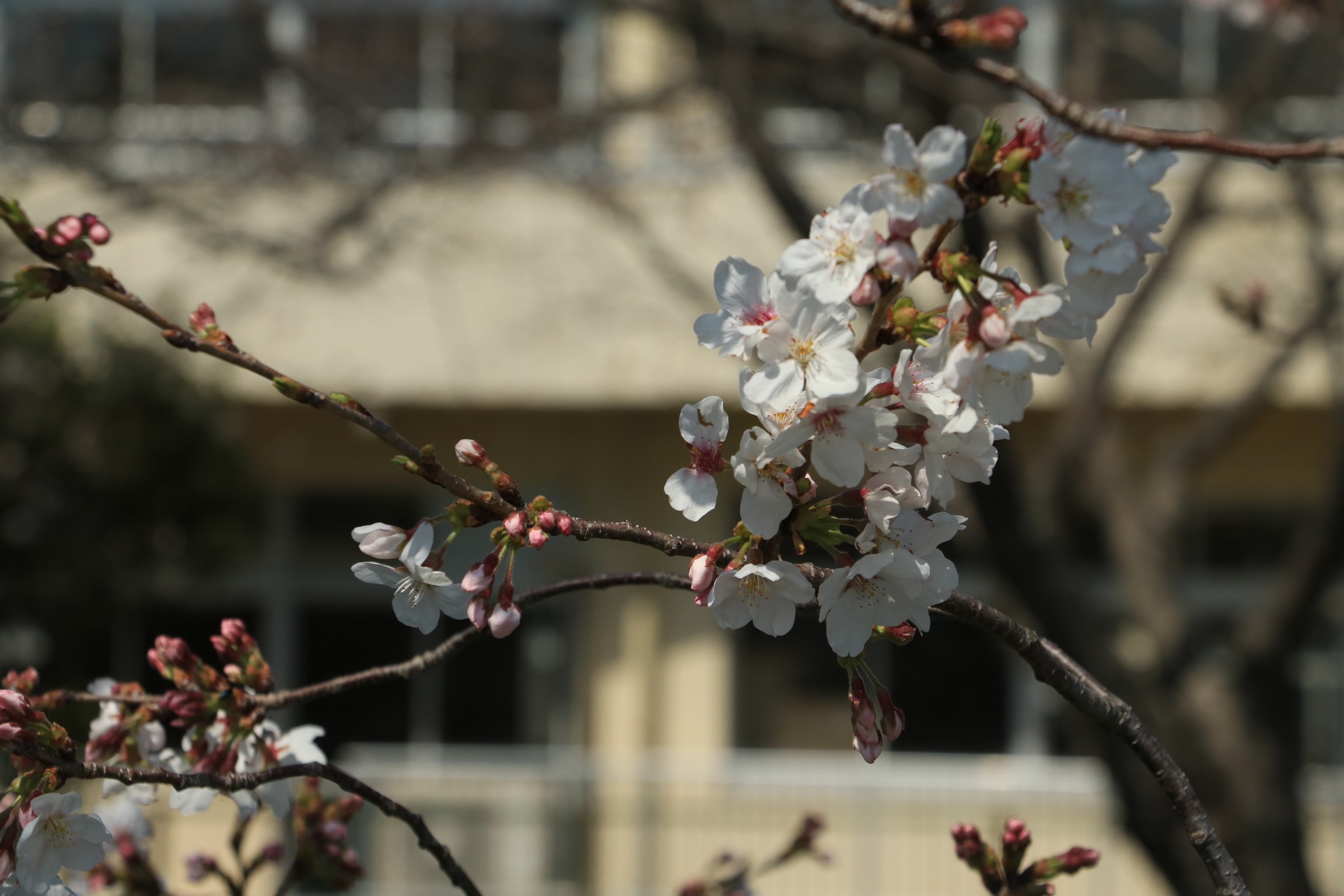 3月末、桜が咲き始めた焼津でお花見してきた