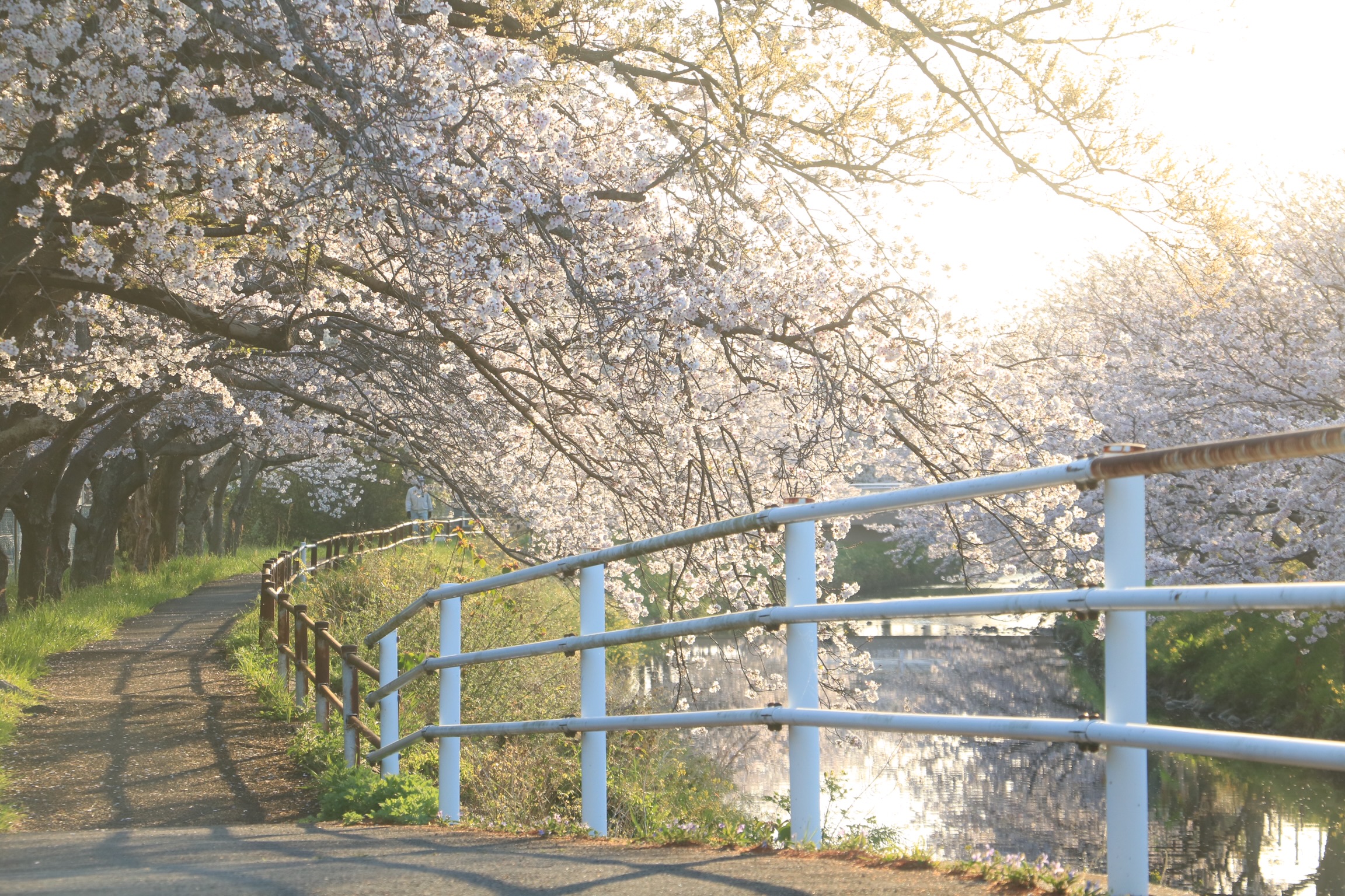映画『フェイブルマンズ』で構図の極意を教わったあとに、焼津の桜並木の写真を撮ってきた結果